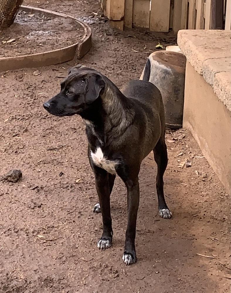Juniper, Adoptable, Young Female Terrier & Chihuahua.