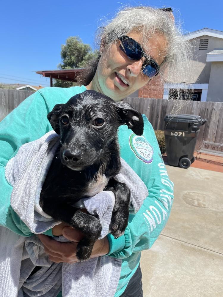 Juniper, a Adoptable mixed breed in Bonita, CA image 1/6