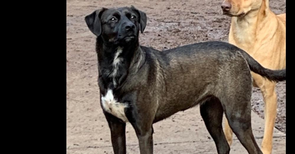 Enlarge Juniper, a Adoptable mixed breed in Bonita, CA image 2/6