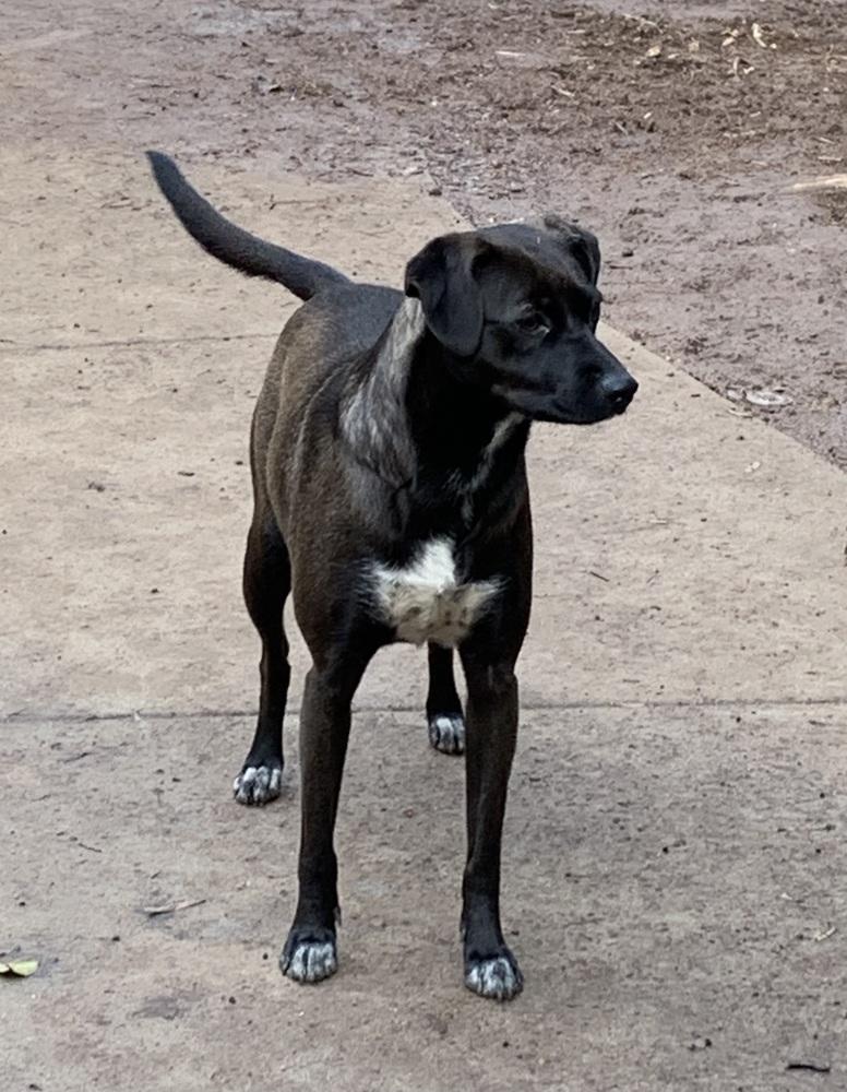 Juniper — thumbnail 3