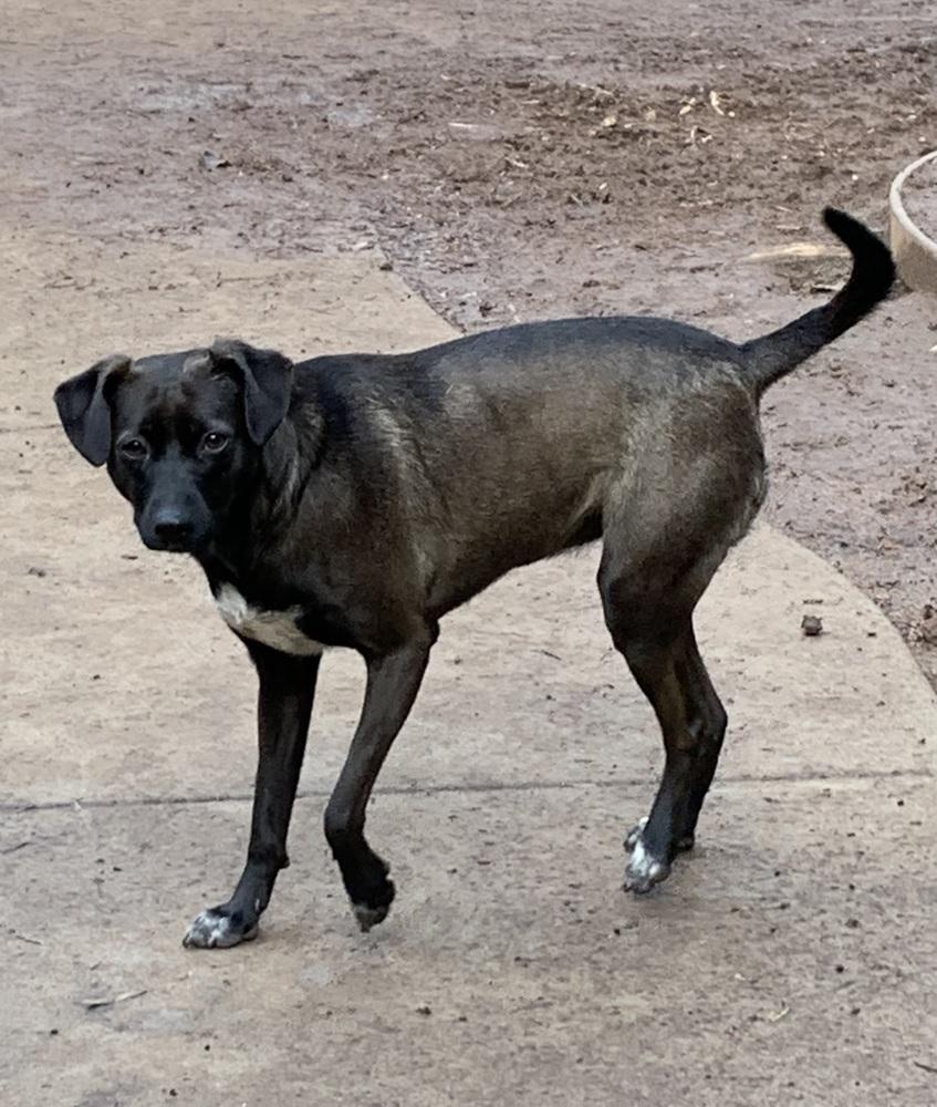 Juniper — thumbnail 4