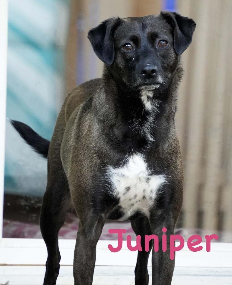 Juniper, a Adoptable mixed breed in Bonita, CA image 3/6