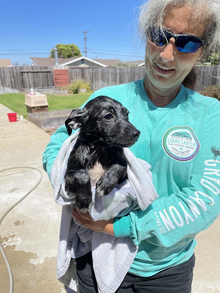 Enlarge Juniper, a Adoptable mixed breed in Bonita, CA image 5/6