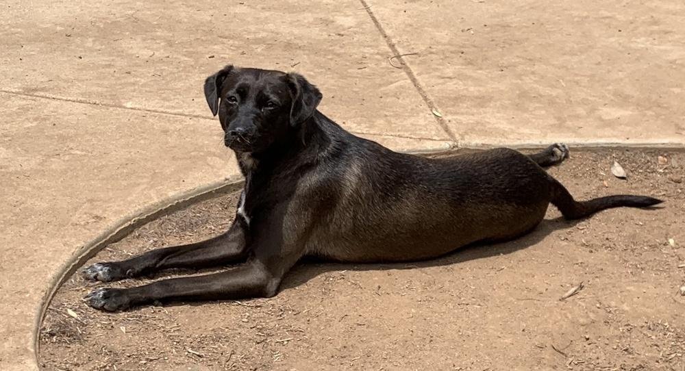 Enlarge Juniper, a Adoptable mixed breed in Bonita, CA image 6/6