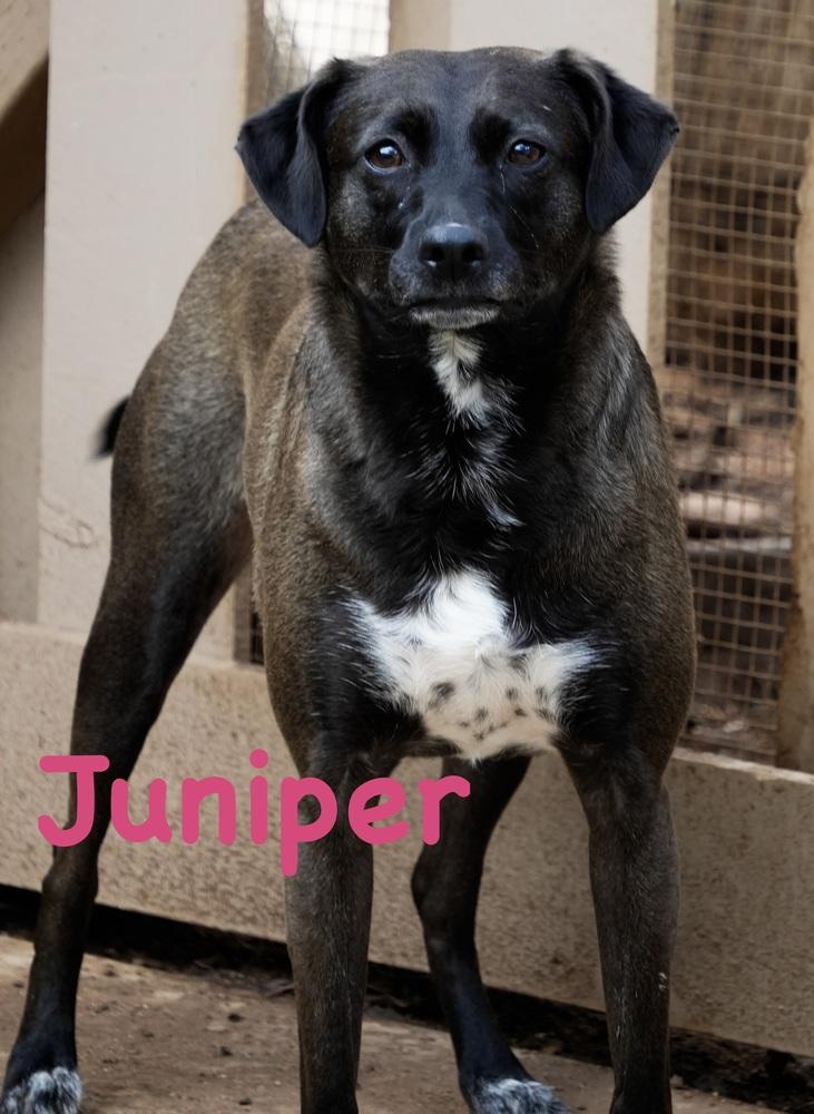 Juniper, a Adoptable mixed breed in Bonita, CA image 6/6