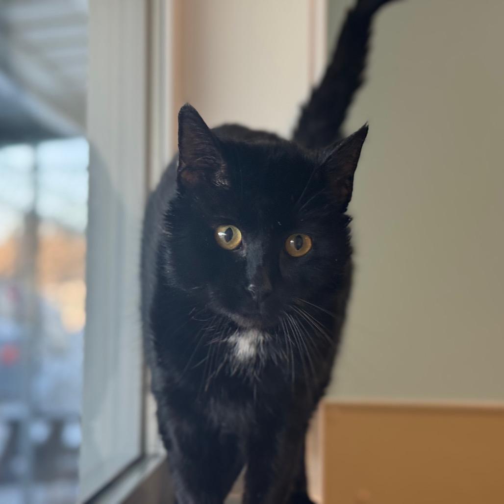 Billie, Adoptable, Adult Male Domestic Short Hair.