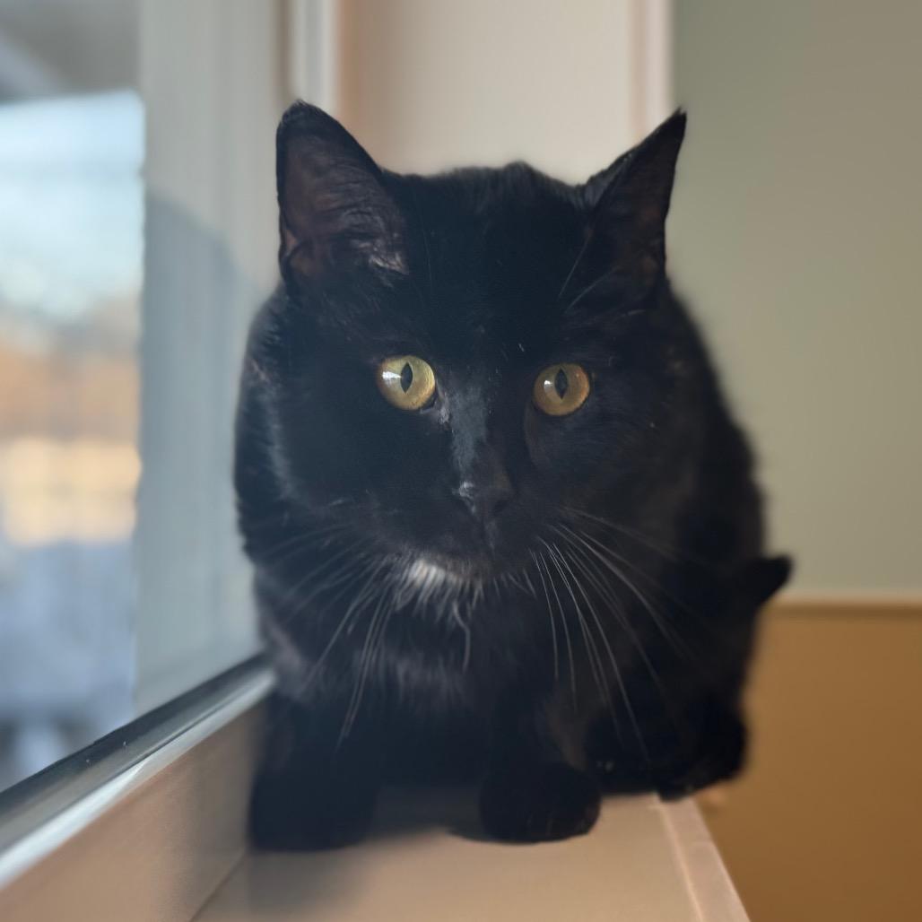 Billie, a Adoptable Domestic Short Hair in Saskatoon, SK image 2/3