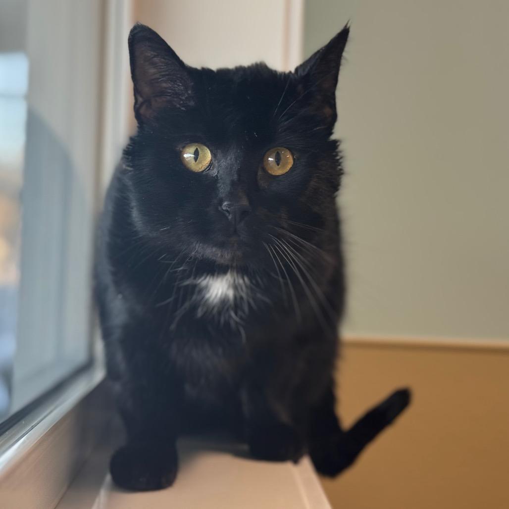 Billie, a Adoptable Domestic Short Hair in Saskatoon, SK image 3/3