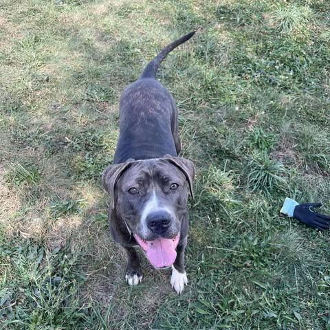 Bella, Adoptable, Young Female Cane Corso & Great Dane.