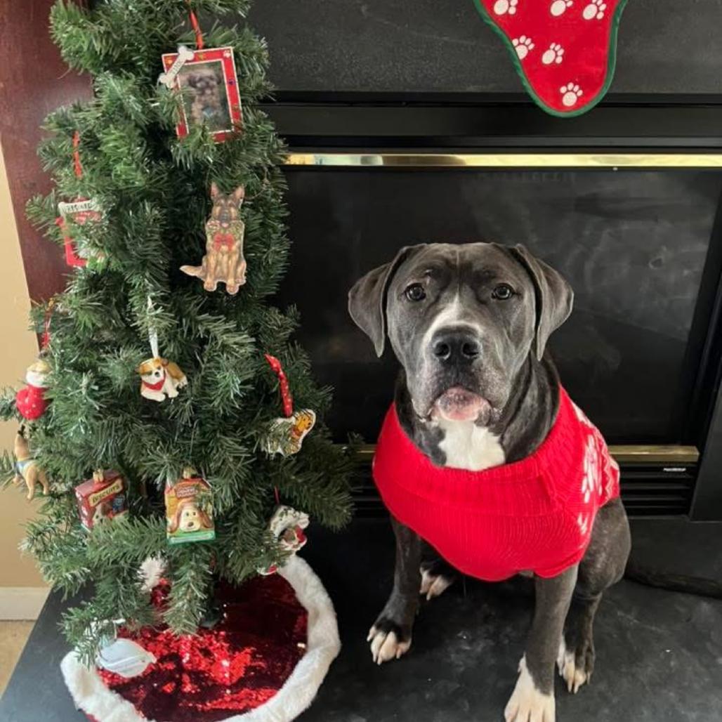 Bella, a Adoptable mixed breed in manchester, PA image 2/5