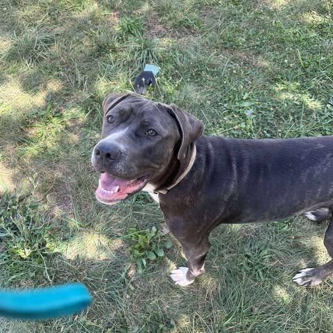 Bella, a Adoptable mixed breed in manchester, PA image 4/5