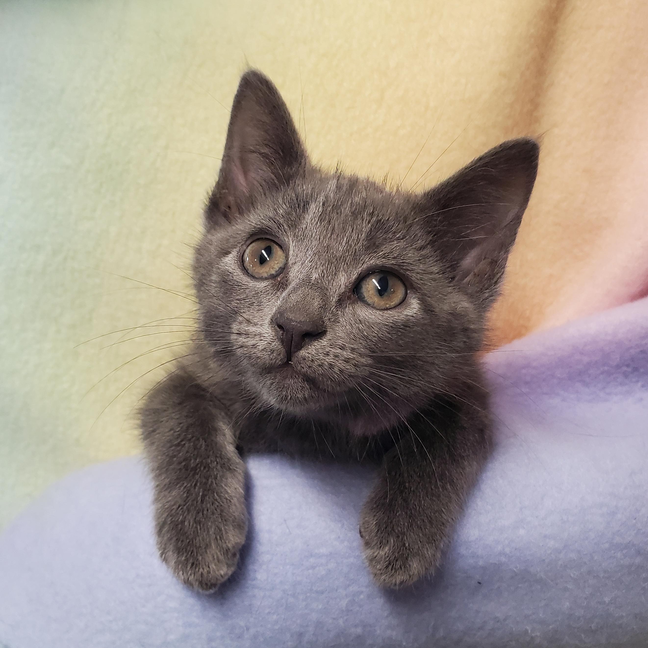 Enlarge Sugar, a Adoptable Domestic Short Hair in Marseilles, IL image 1/1