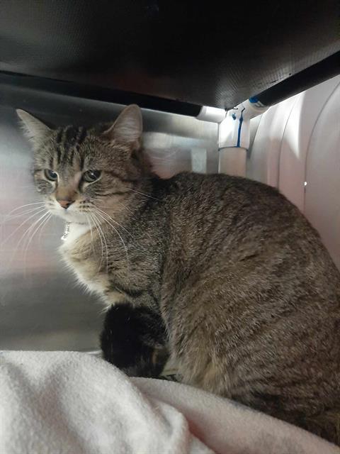 WASABI, Adoptable, Adult Female Domestic Short Hair.
