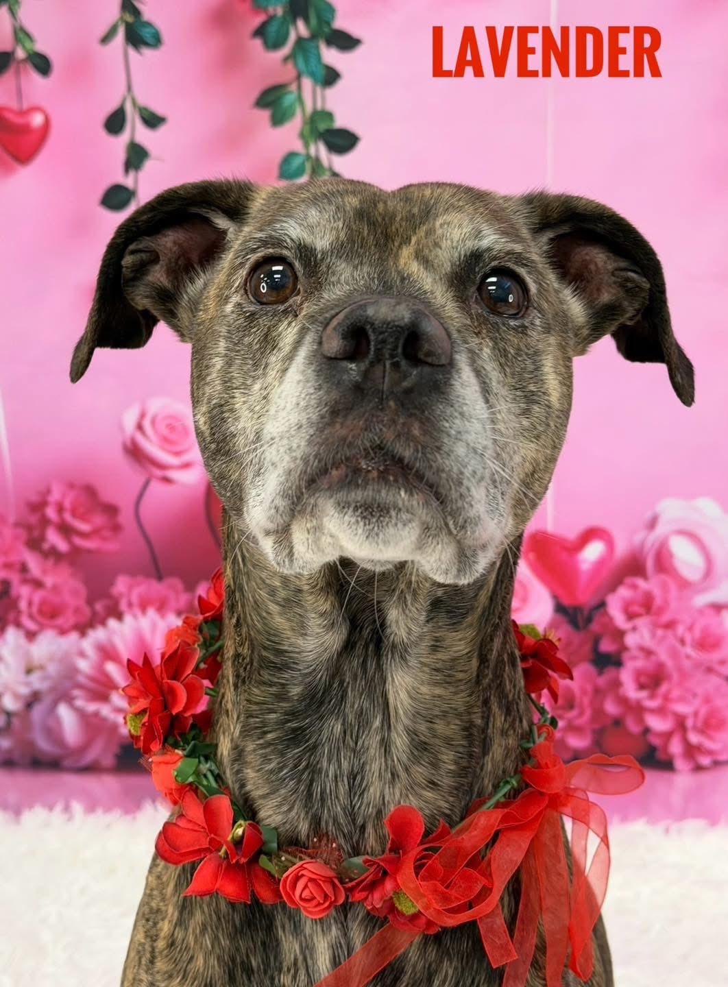 Lavender, ADOPTABLE, Senior Female Mixed Breed.