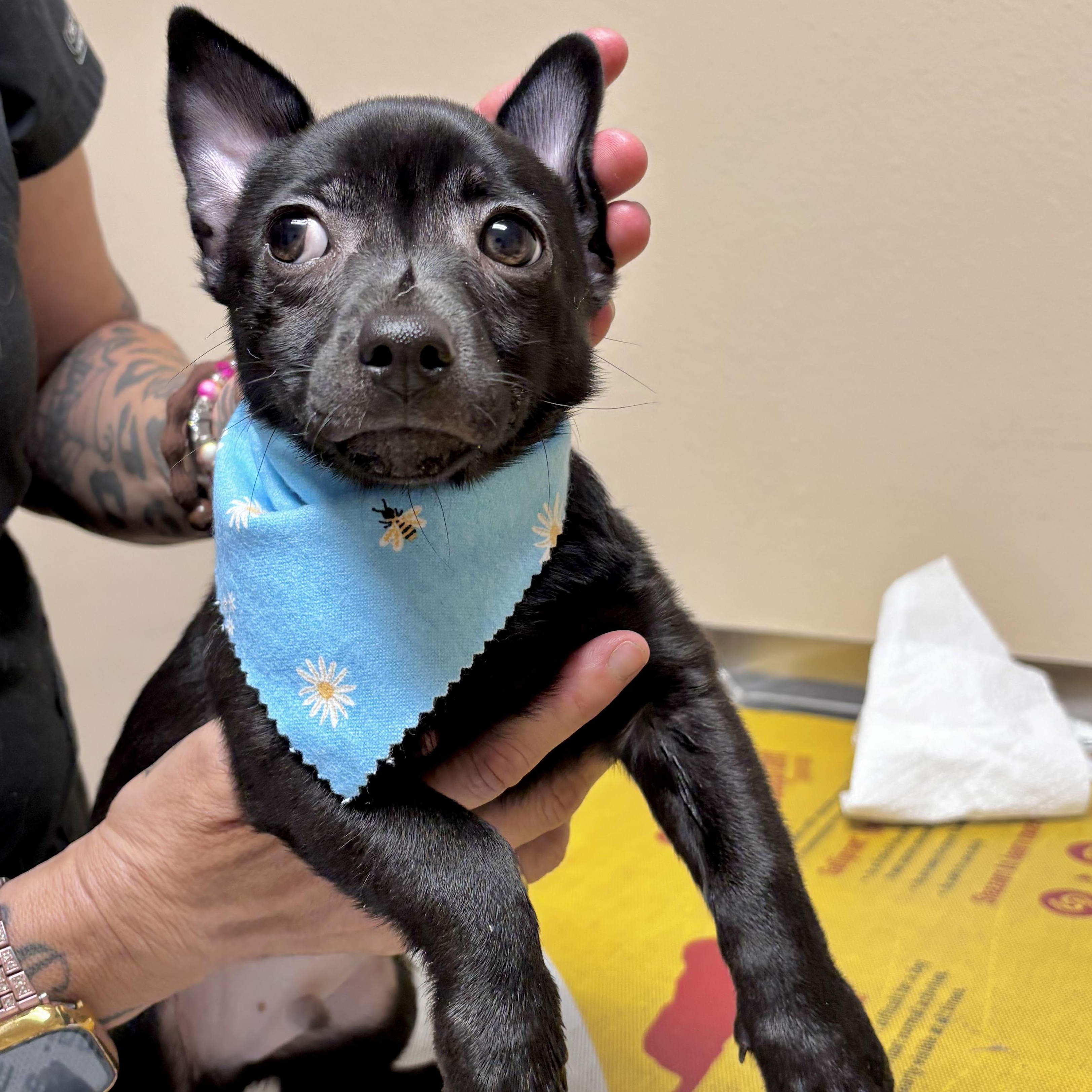 Gizmo, a Adoptable mixed breed in Providence, RI image 4/6