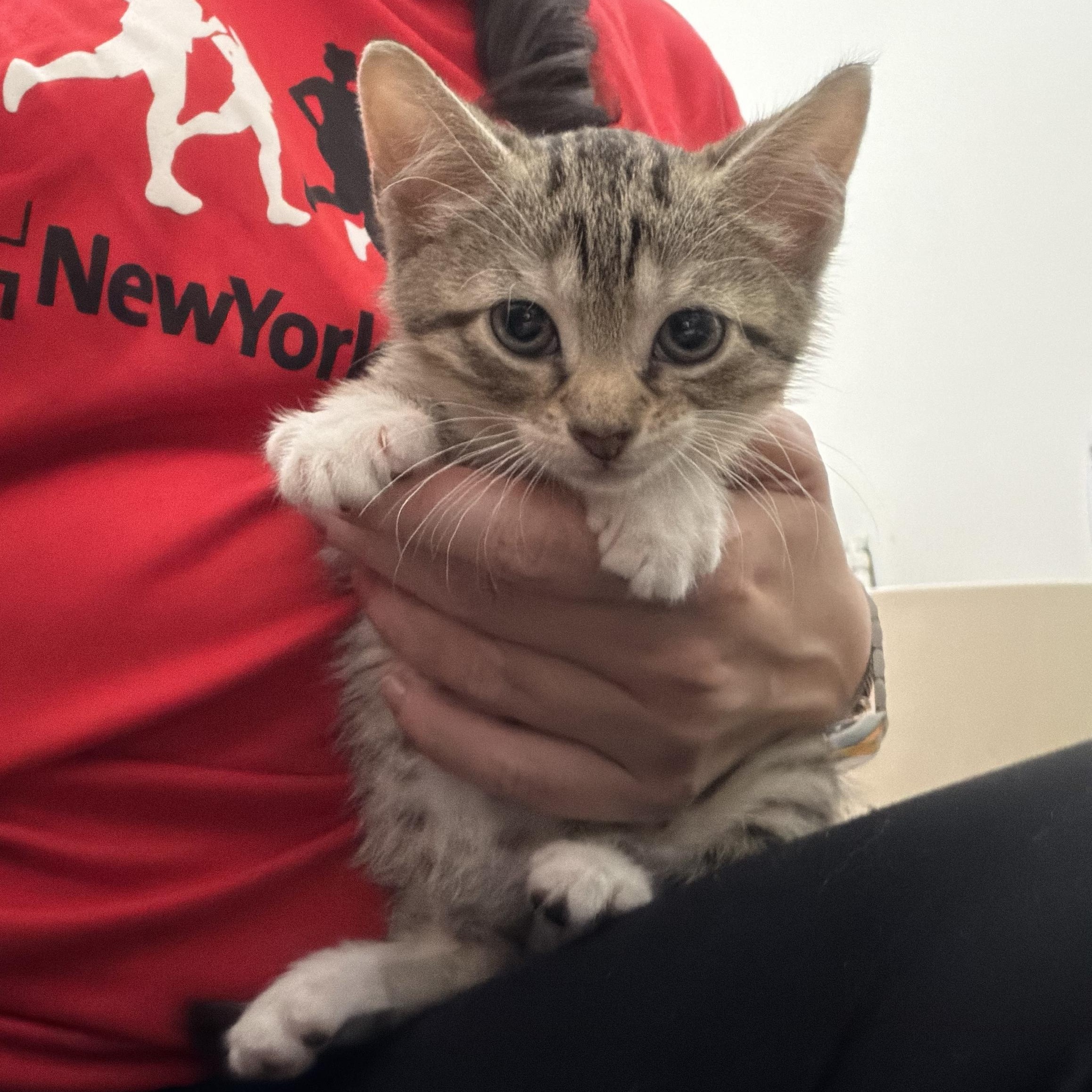 Karma, Adoptable, Kitten Female Domestic Short Hair.