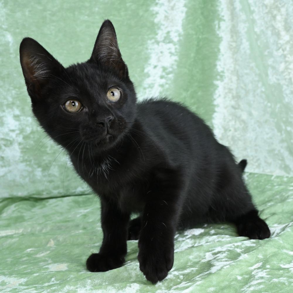 Avery, Adoptable, Kitten Male Domestic Short Hair.