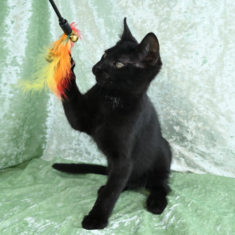 Enlarge Avery, a Adoptable Domestic Short Hair in Mobile, AL image 2/6