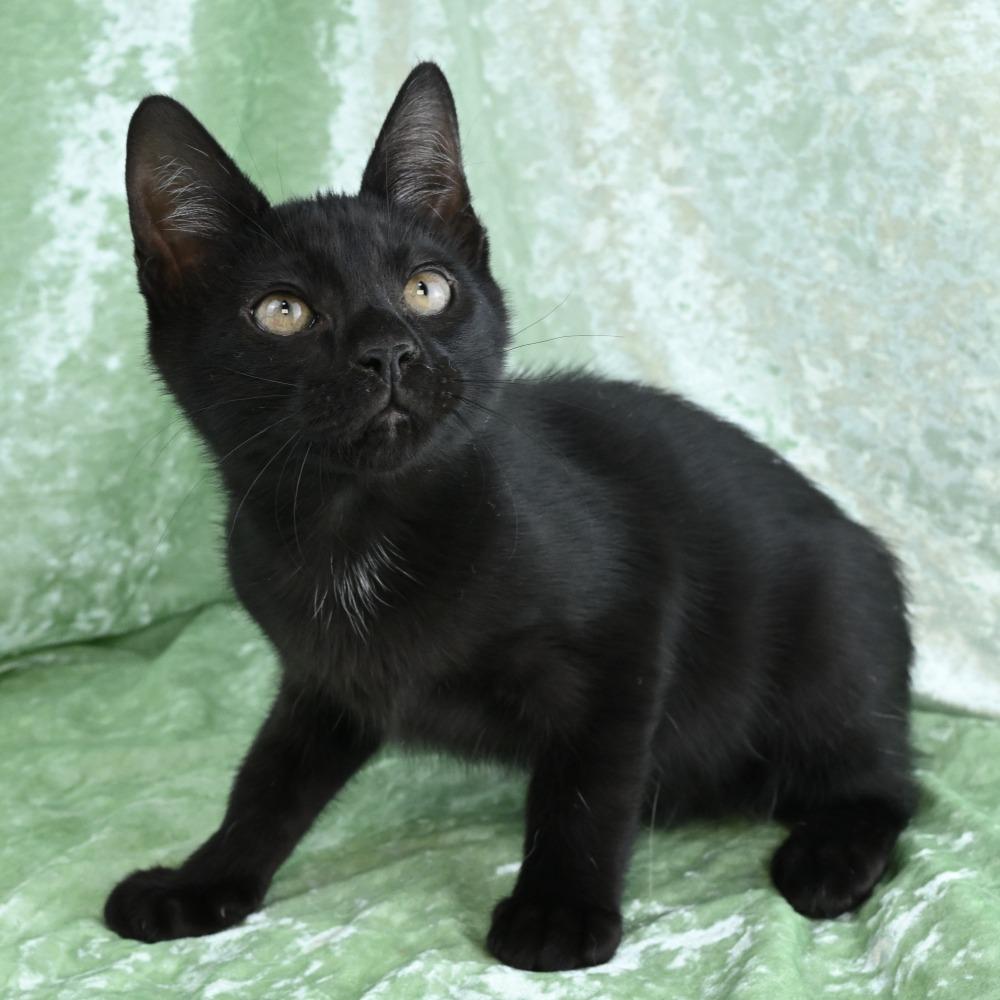 Enlarge Avery, a Adoptable Domestic Short Hair in Mobile, AL image 3/6
