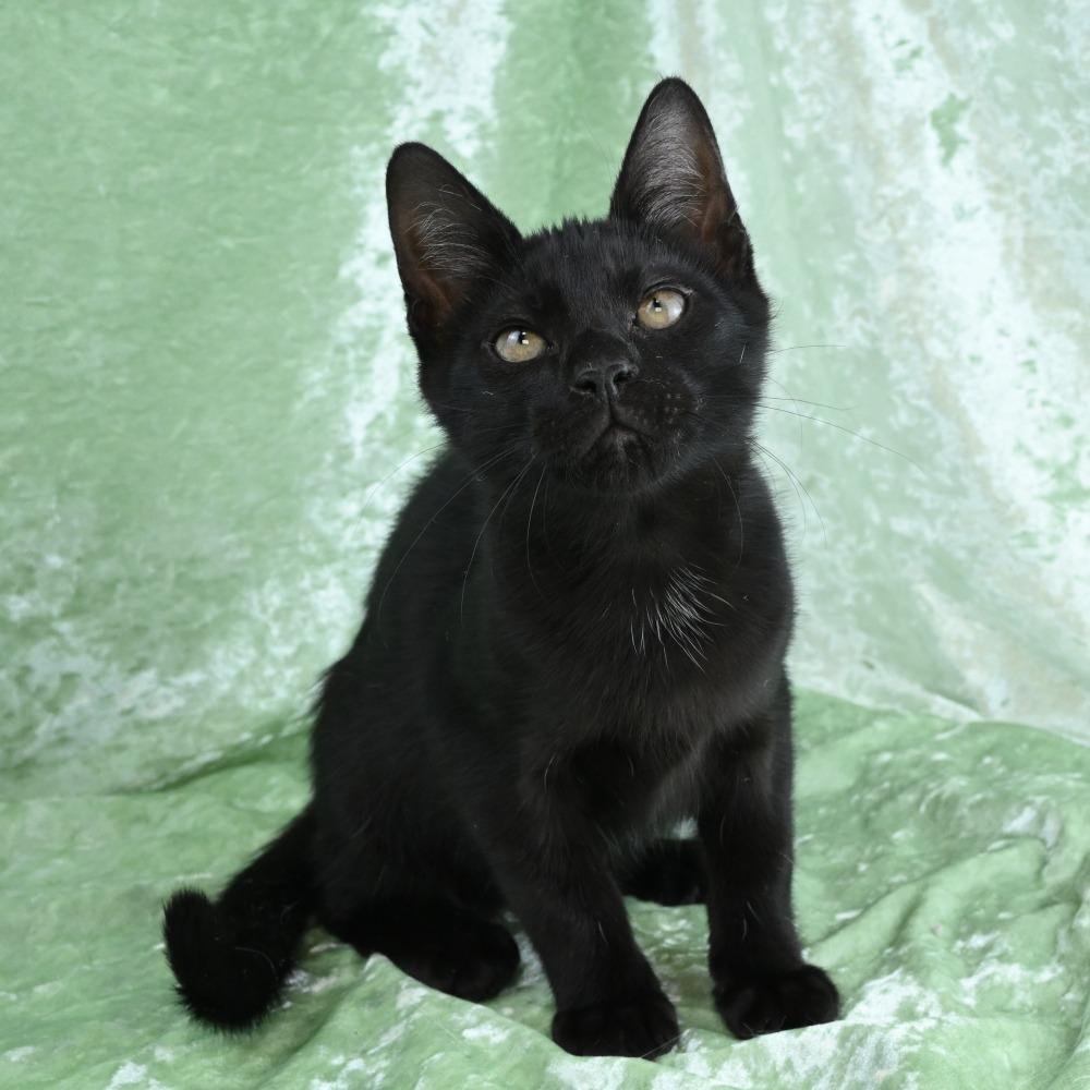 Enlarge Avery, a Adoptable Domestic Short Hair in Mobile, AL image 5/6