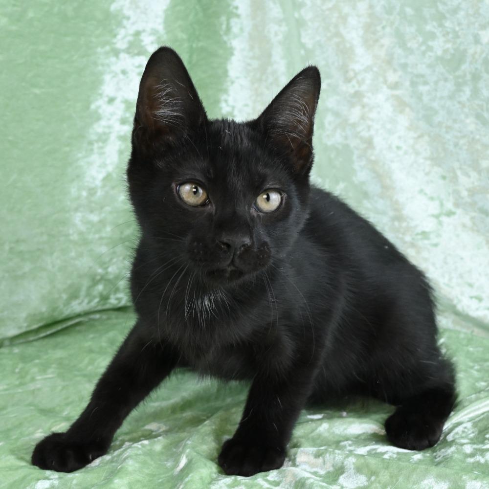 Enlarge Avery, a Adoptable Domestic Short Hair in Mobile, AL image 6/6