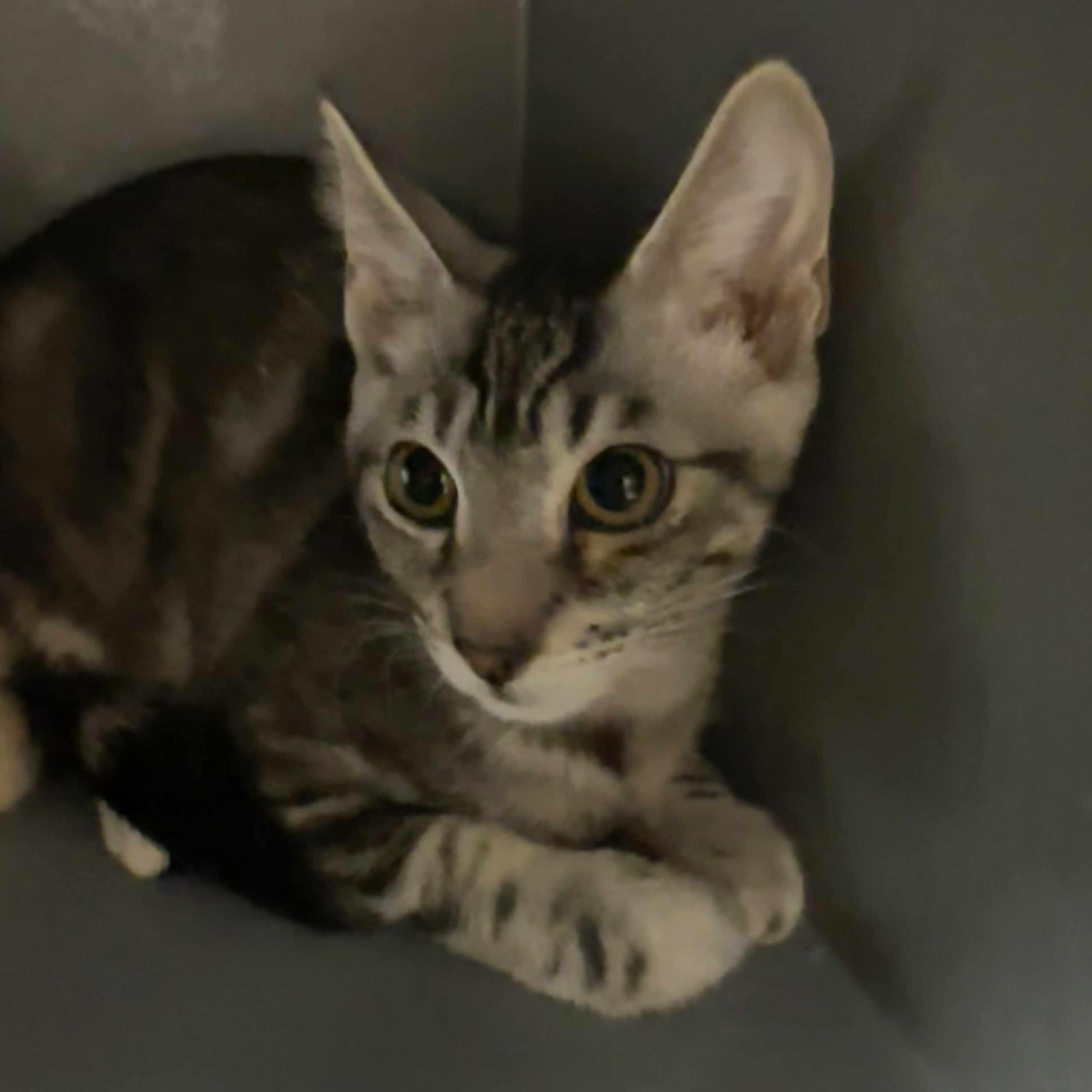 Enlarge Layla, a Adoptable mixed breed in Antioch, CA image 3/3