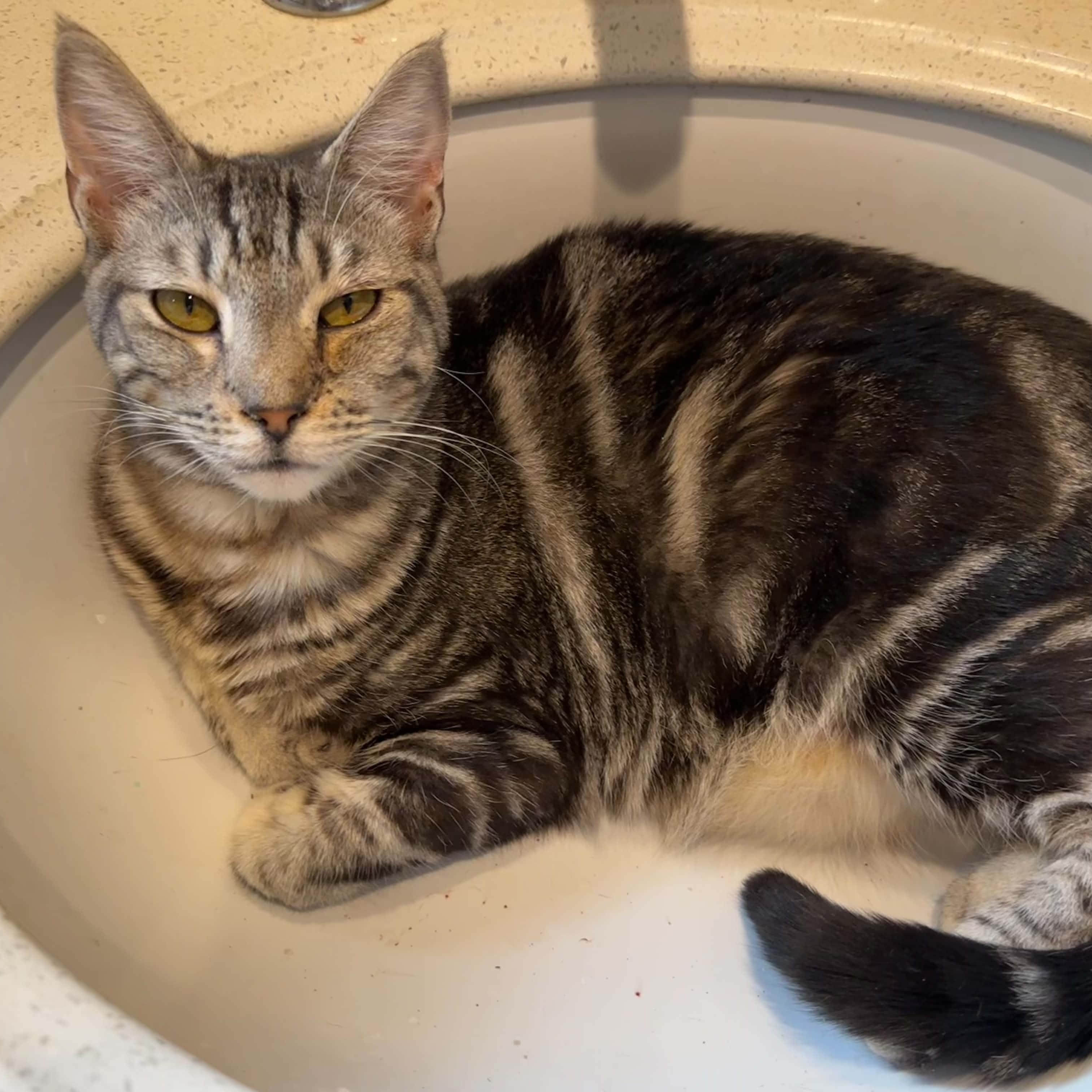 Layla, Adoptable, Young Female Domestic Short Hair.