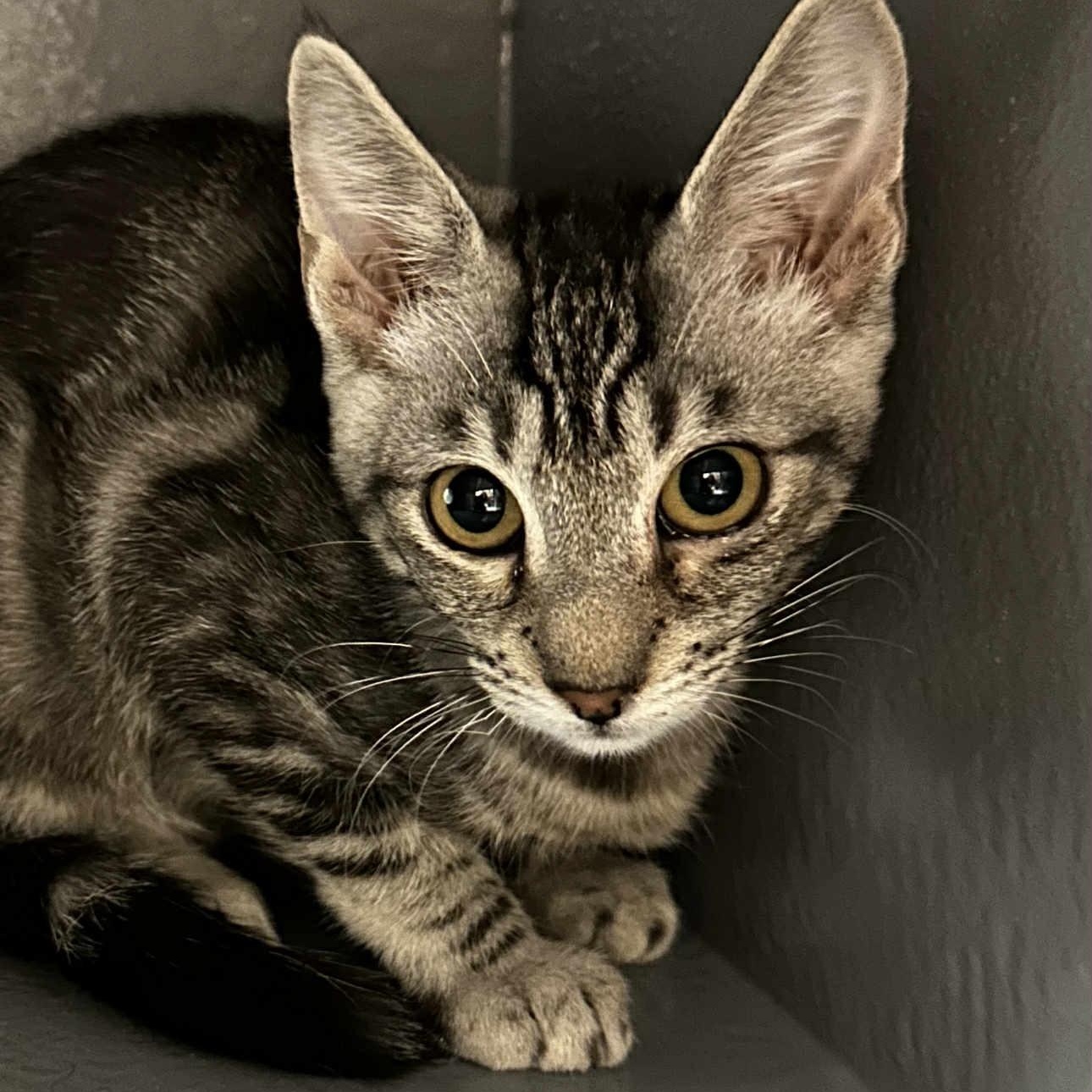 Layla, Adoptable, Young Female Domestic Short Hair.