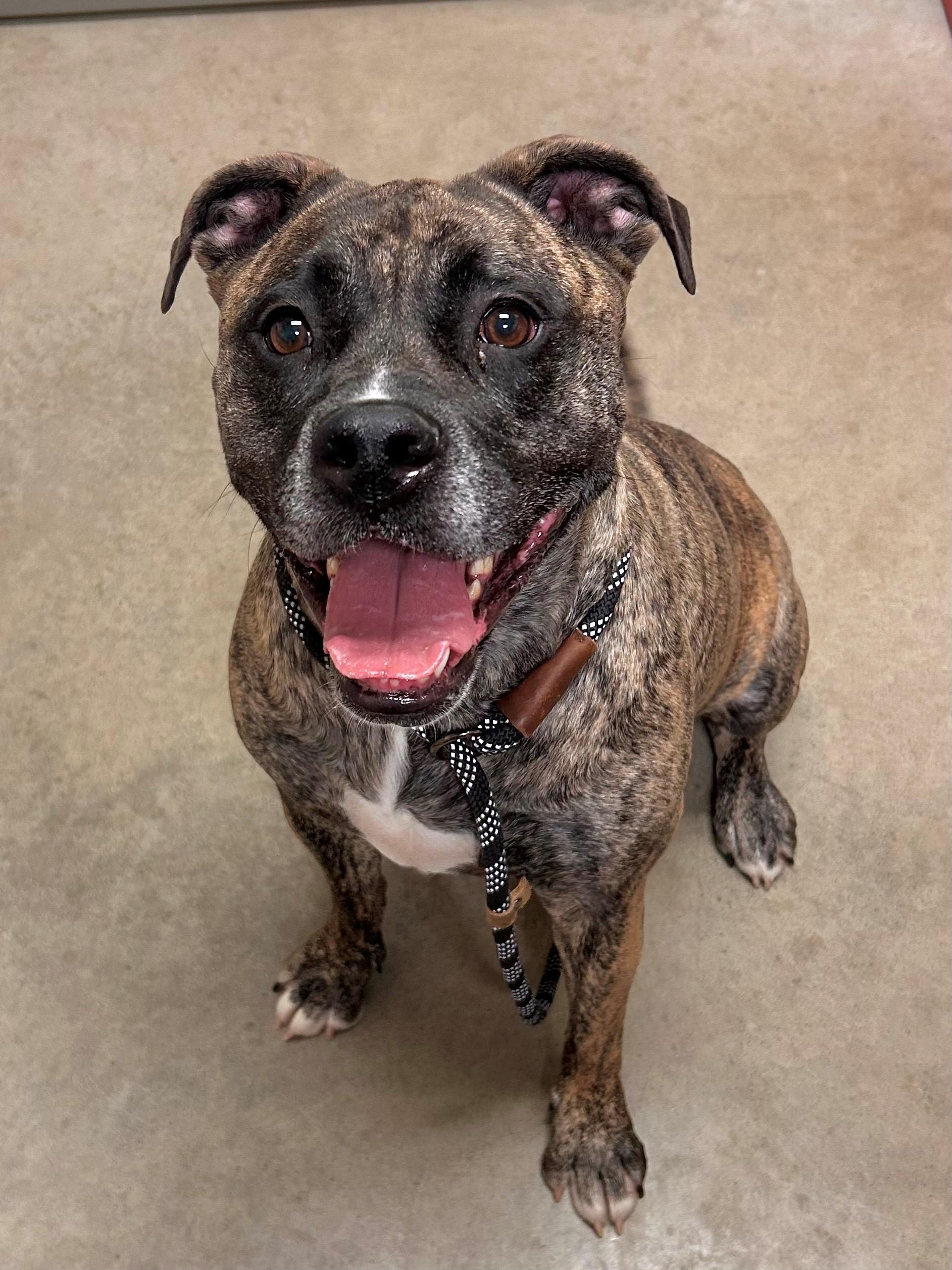 Enlarge Kahlo, a Adoptable mixed breed in Mason City, IA image 1/1