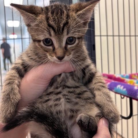 Smores (26-9665), Adoptable, Kitten Male Domestic Short Hair.