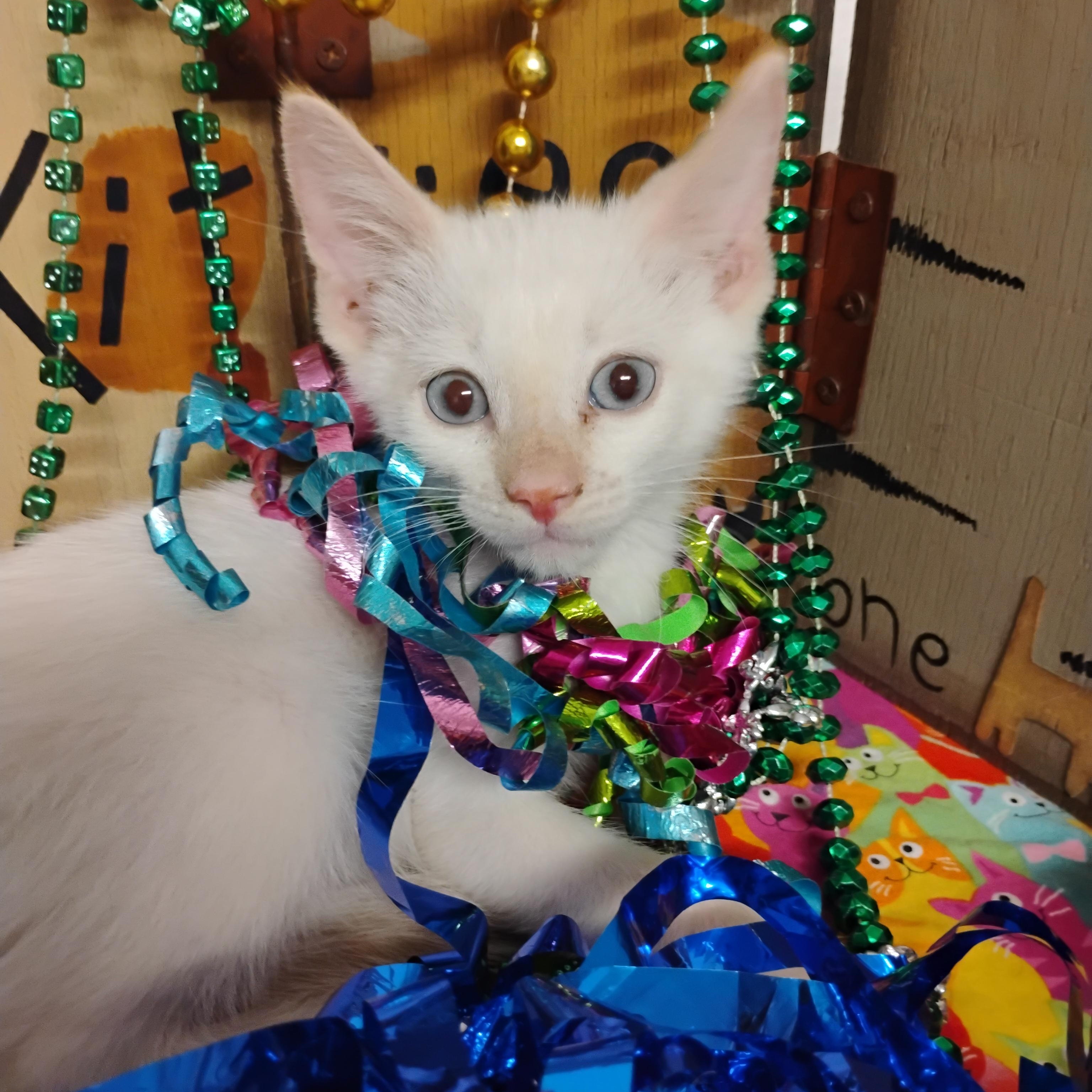 snow on the beach flm pt siam blu 2lb, a ADOPTABLE Siamese in Phoenix, AZ image 1/2