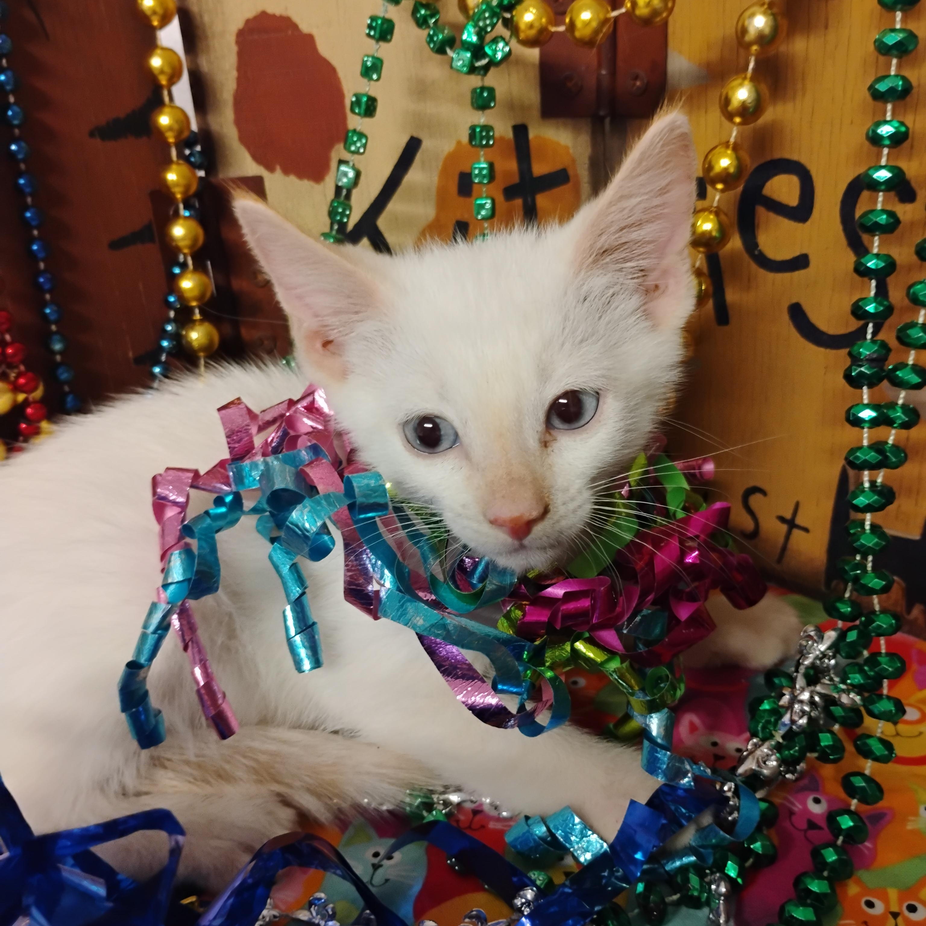 snow on the beach flm pt siam blu 2lb, a ADOPTABLE Siamese in Phoenix, AZ image 2/2