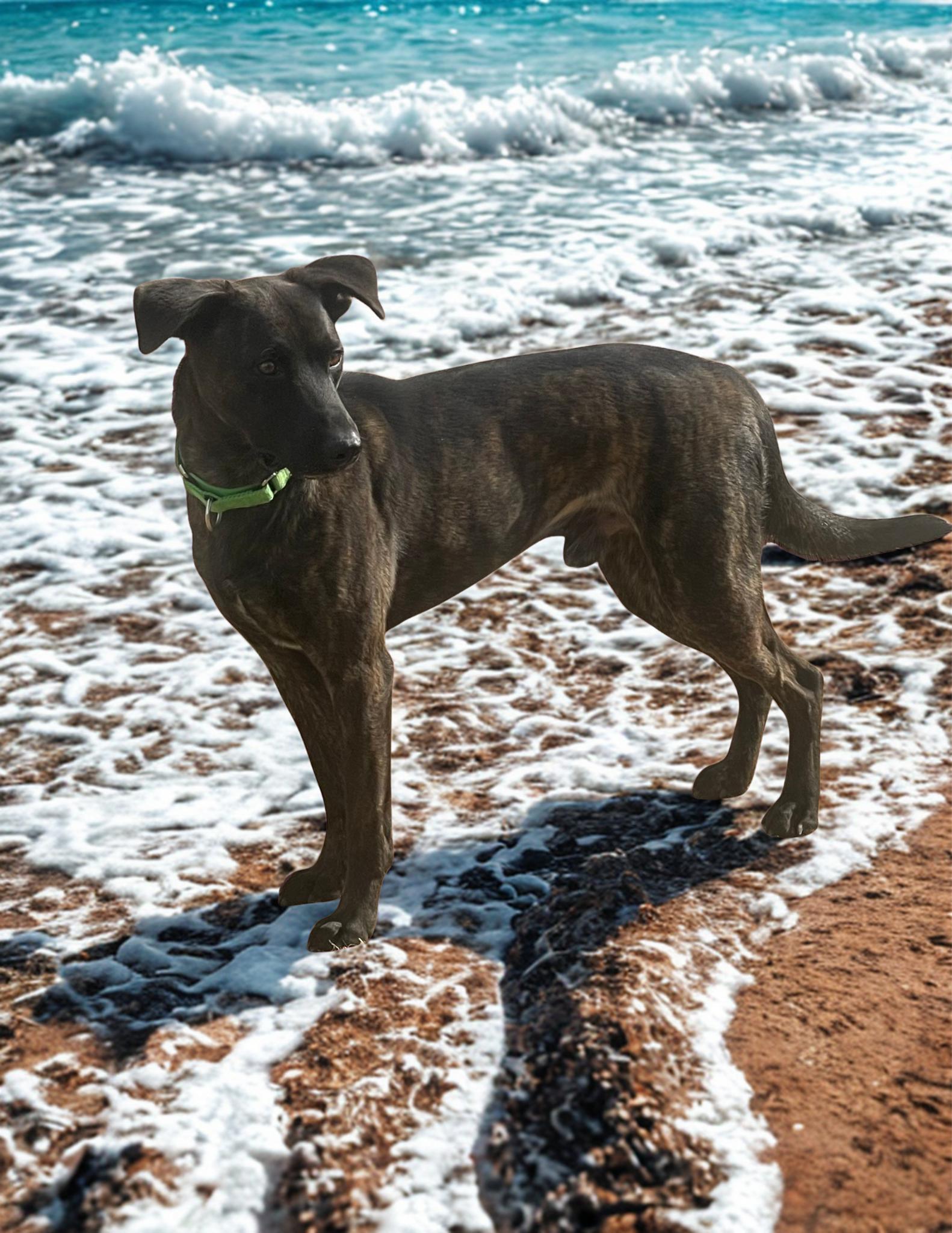 Zarr, an adoptable Dutch Shepherd in Kuna, ID, 83634 | Photo Image 1