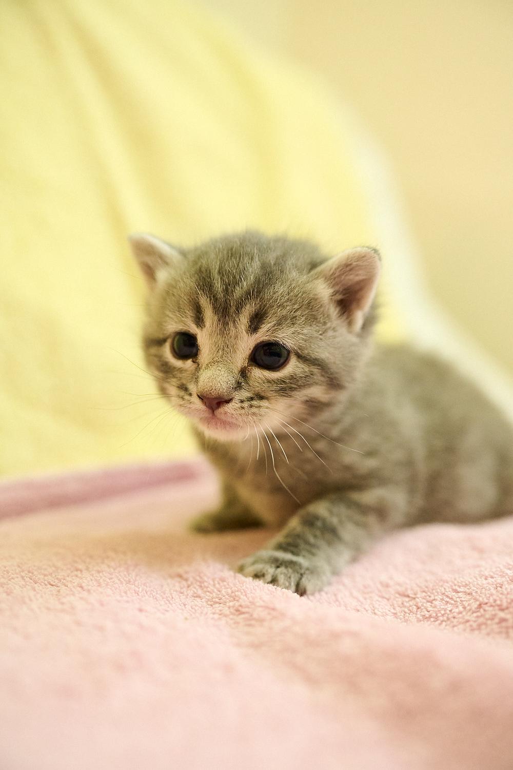 Enlarge Apple, a ADOPTABLE Domestic Short Hair in Floyd, VA image 2/2