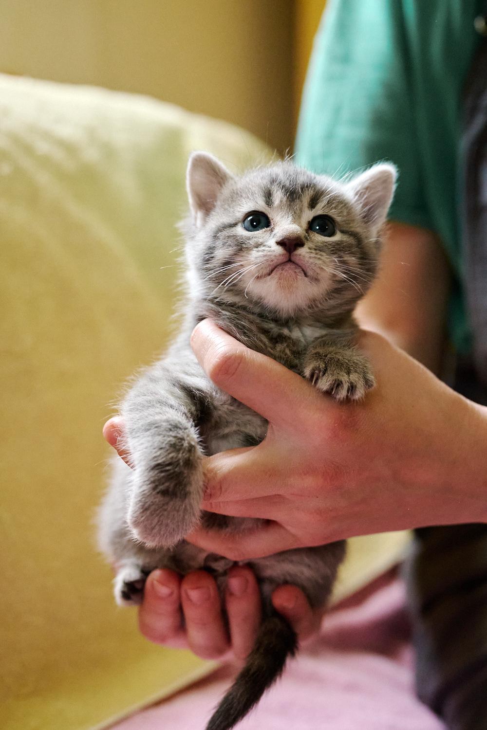 Enlarge Apple, a ADOPTABLE Domestic Short Hair in Floyd, VA image 1/2