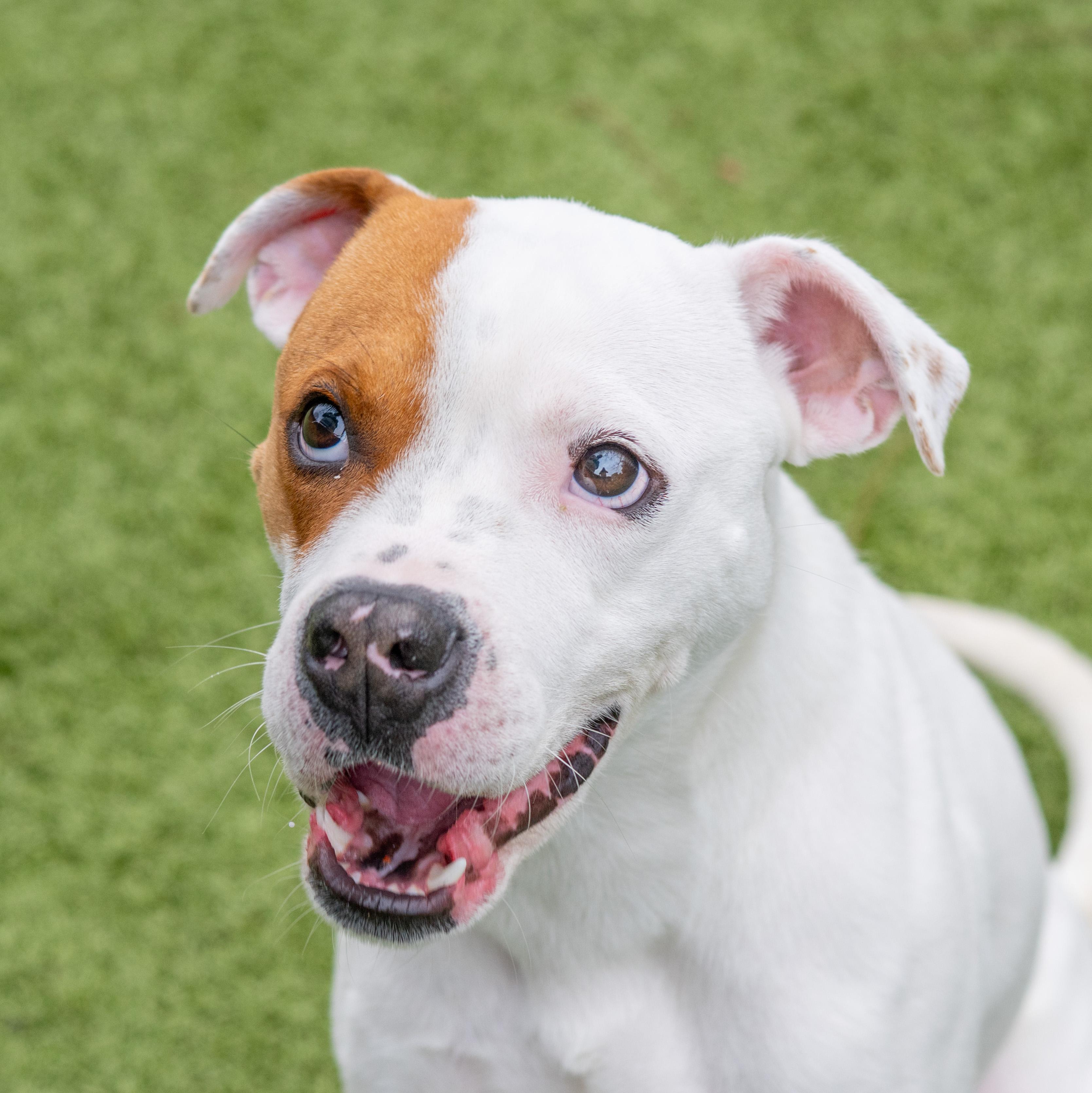 Yoder, ADOPTABLE, Young Male Boxer.