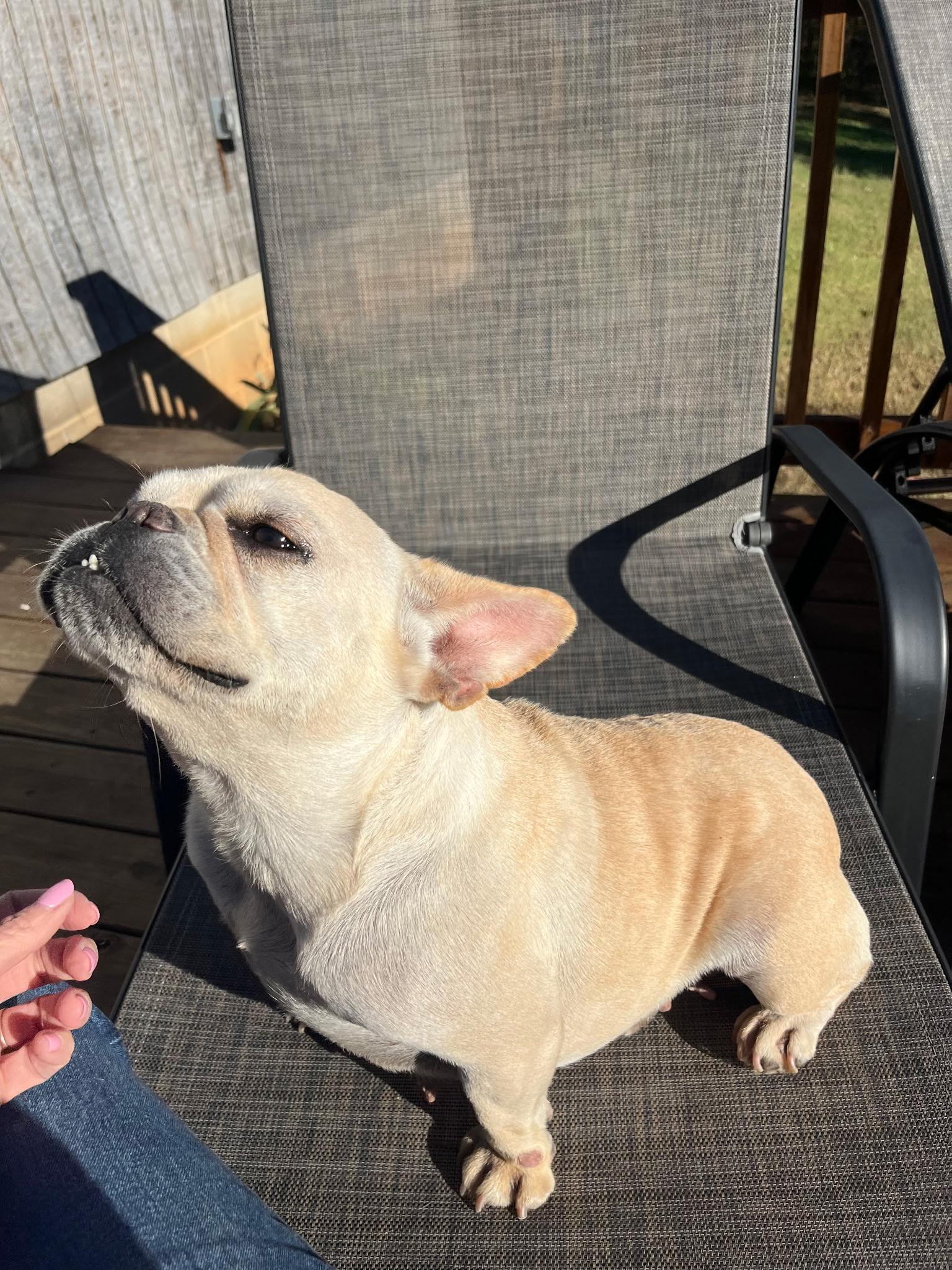 Enlarge BUTTER BEAN, an adoptable French Bulldog in Chicopee, MA image 1/4