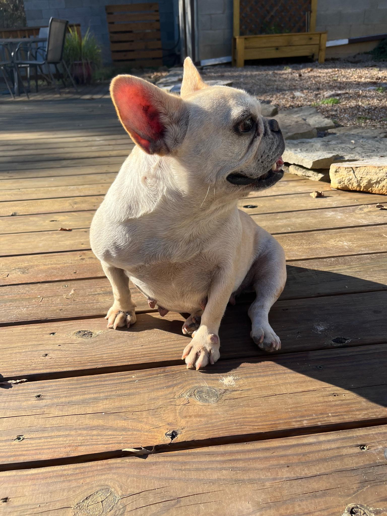 Enlarge BUTTER BEAN, an adoptable French Bulldog in Chicopee, MA image 2/4