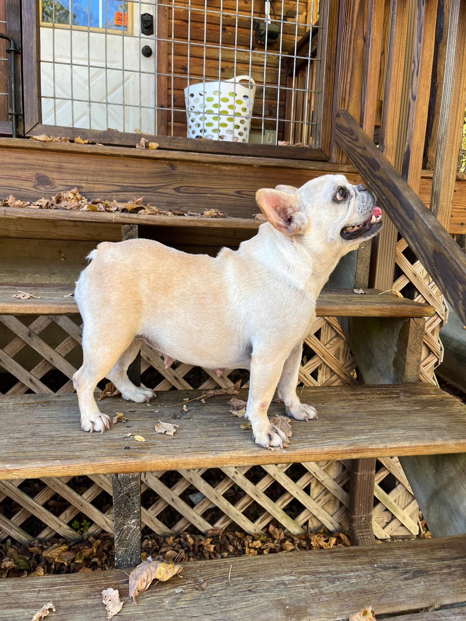 Enlarge BUTTER BEAN, an adoptable French Bulldog in Chicopee, MA image 4/4