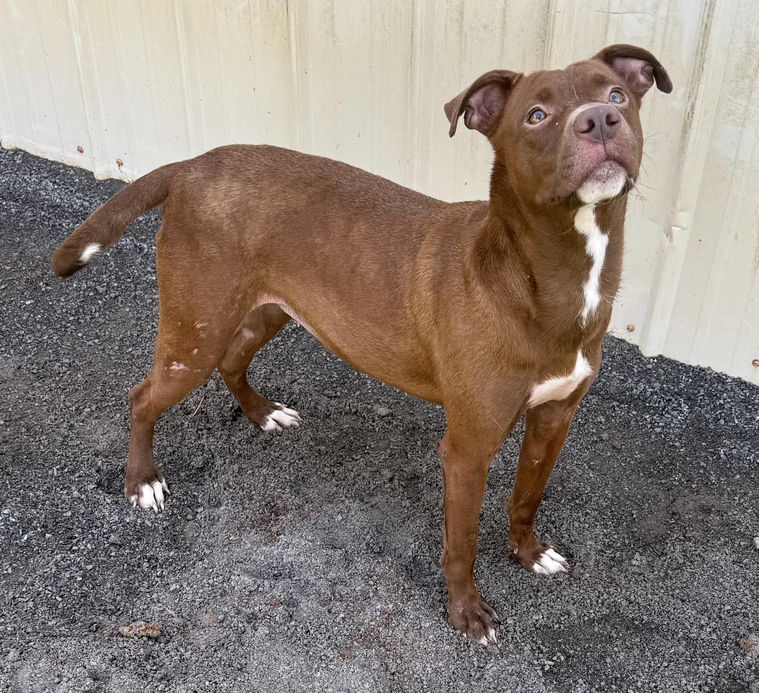 Cambrie, a Adoptable American Staffordshire Terrier in Hartselle, AL image 3/4