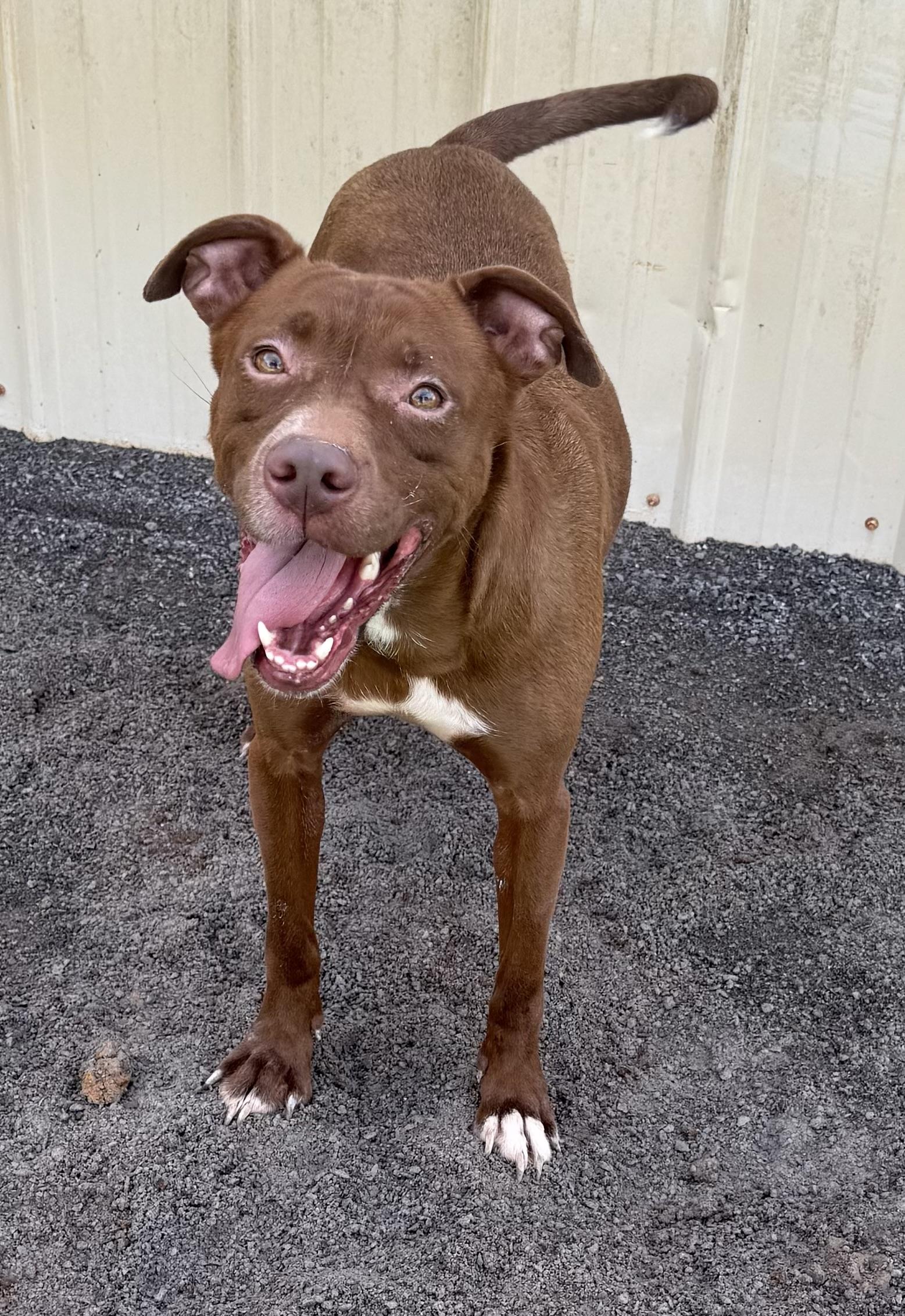 Cambrie, a Adoptable American Staffordshire Terrier in Hartselle, AL image 4/4