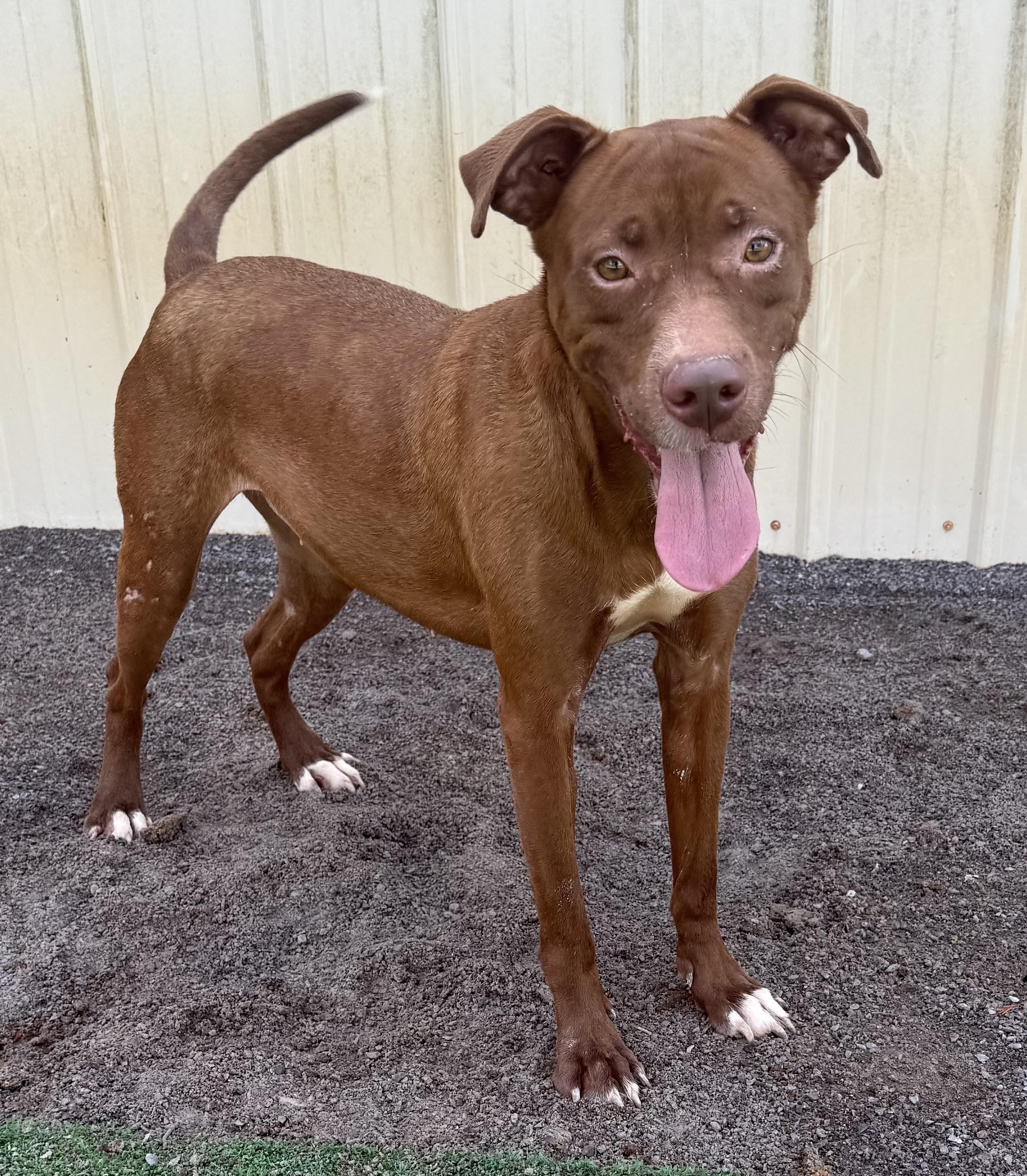 Cambrie, a Adoptable American Staffordshire Terrier in Hartselle, AL image 1/4