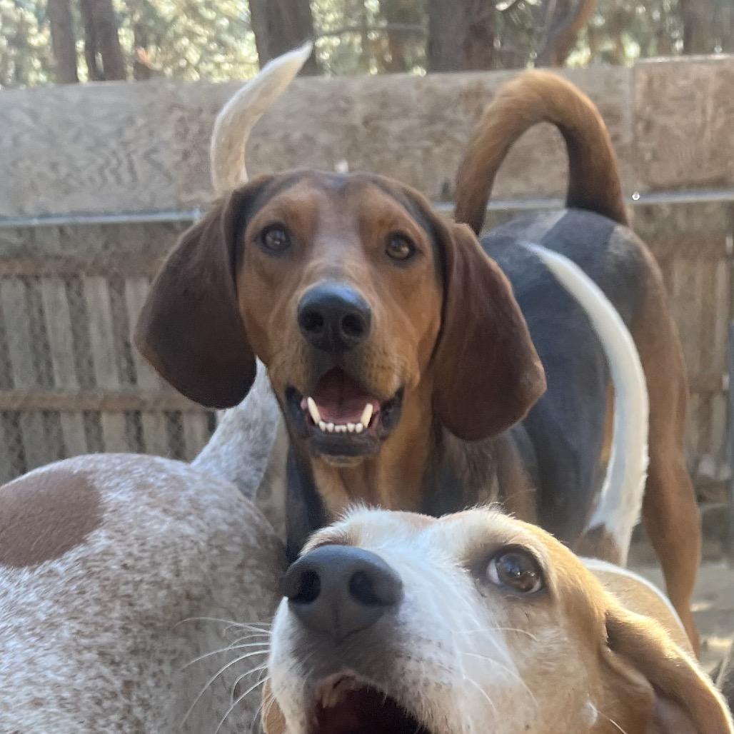 Clancy, Adoptable, Adult Male Hound & Mixed Breed.