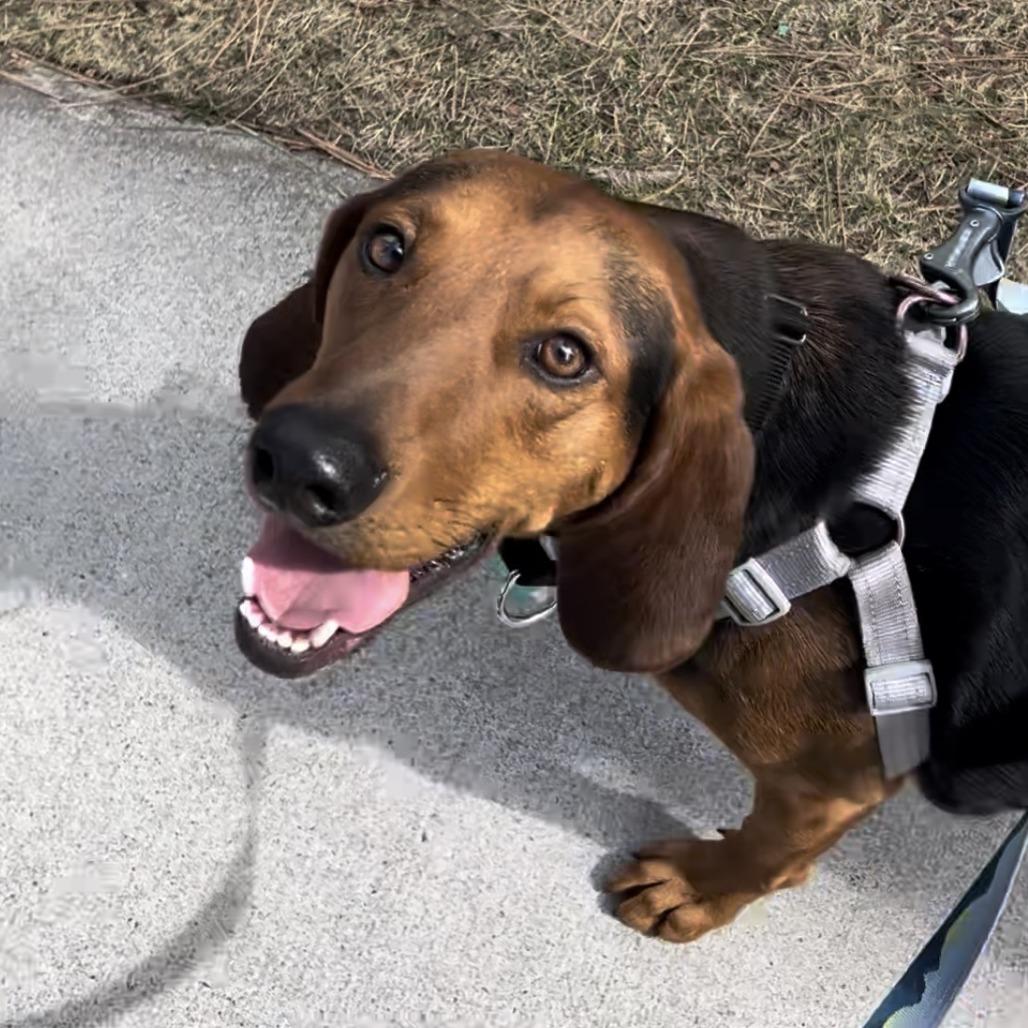 Enlarge Clancy, a Adoptable mixed breed in Bend, OR image 3/6