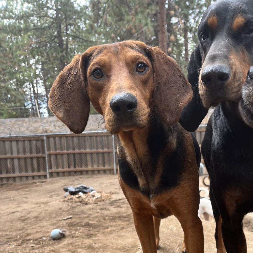 Clancy, a Adoptable mixed breed in Bend, OR image 3/6