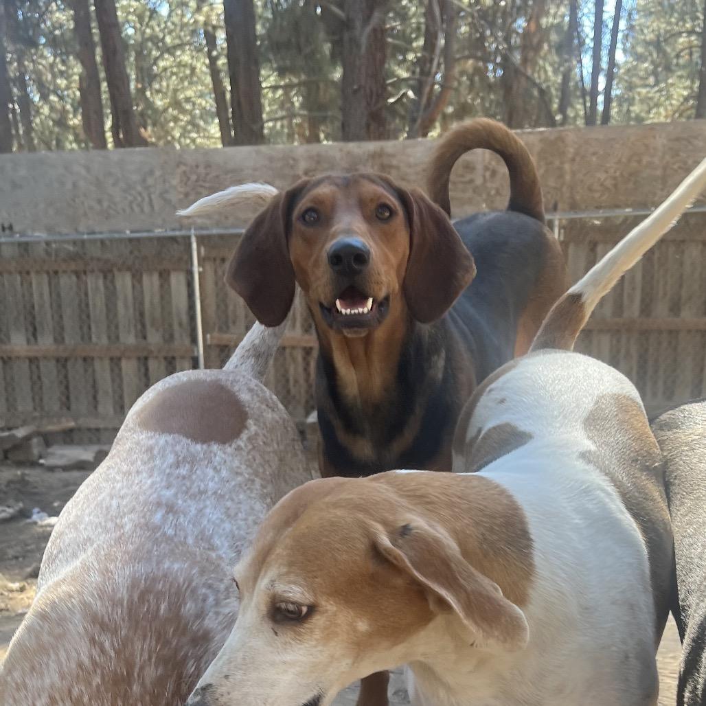 Clancy, a Adoptable mixed breed in Bend, OR image 4/6