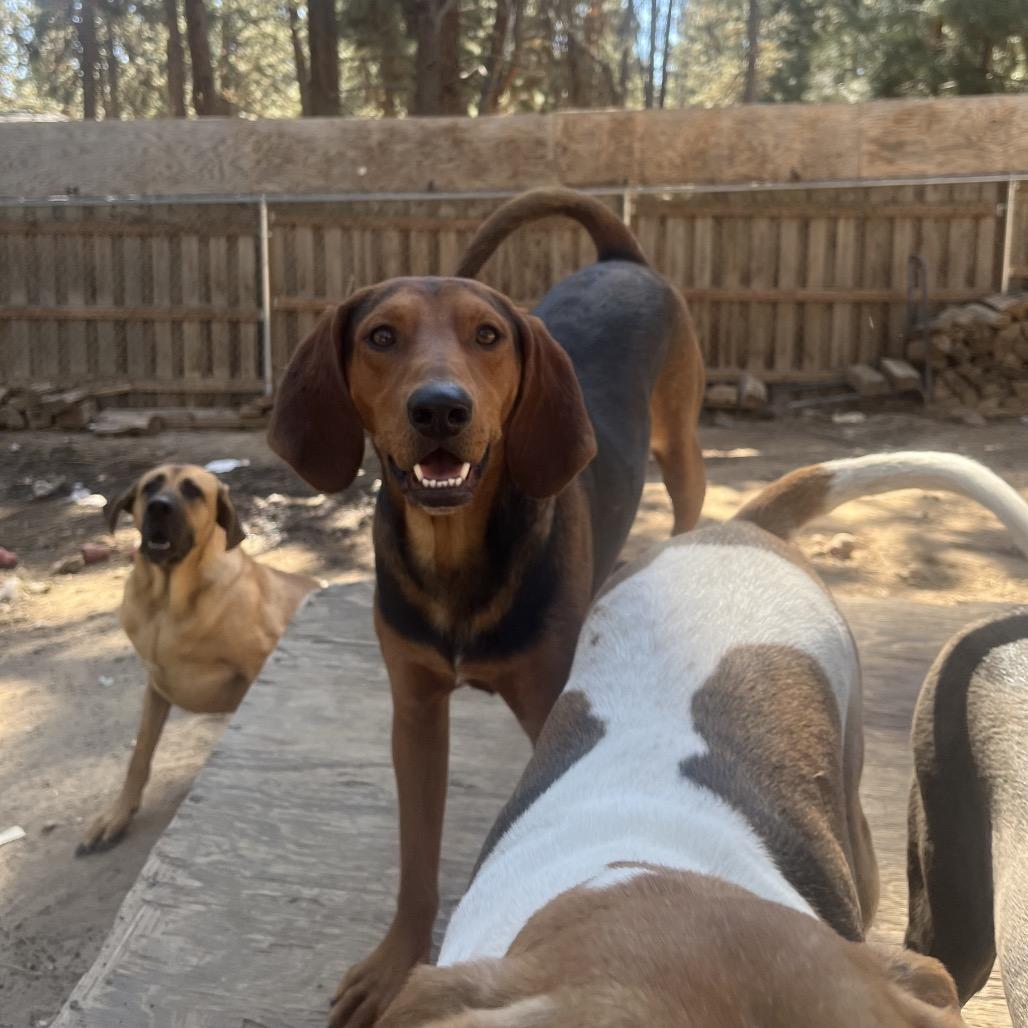 Clancy, a Adoptable mixed breed in Bend, OR image 5/6