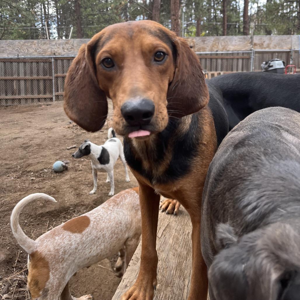 Clancy, a Adoptable mixed breed in Bend, OR image 6/6