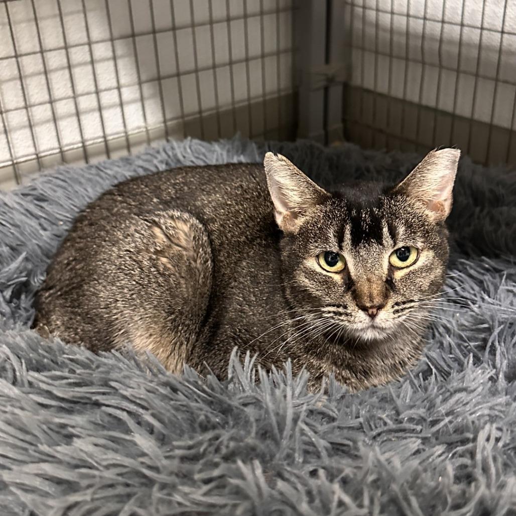 Enlarge JJ (Jumping Jill), a Adoptable Domestic Short Hair in Blue Ridge, GA image 1/3