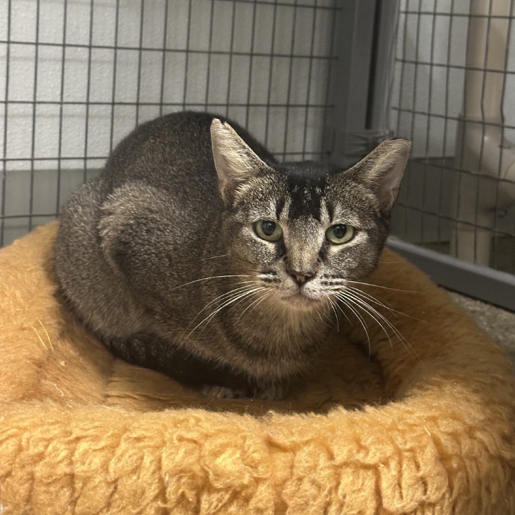 Enlarge JJ (Jumping Jill), a Adoptable Domestic Short Hair in Blue Ridge, GA image 1/2